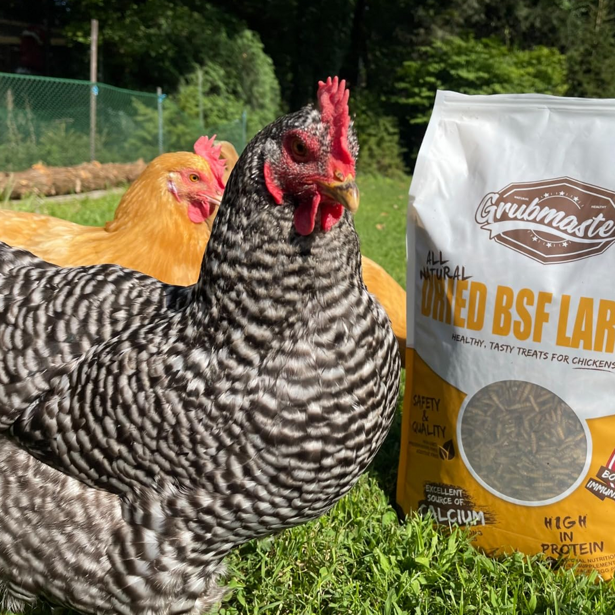 GRUBMASTER Dried Black Soldier Fly Larvae for Chickens, Natural Healthy Chicken Treats for Backyard Poultry - 2 lb. Bag