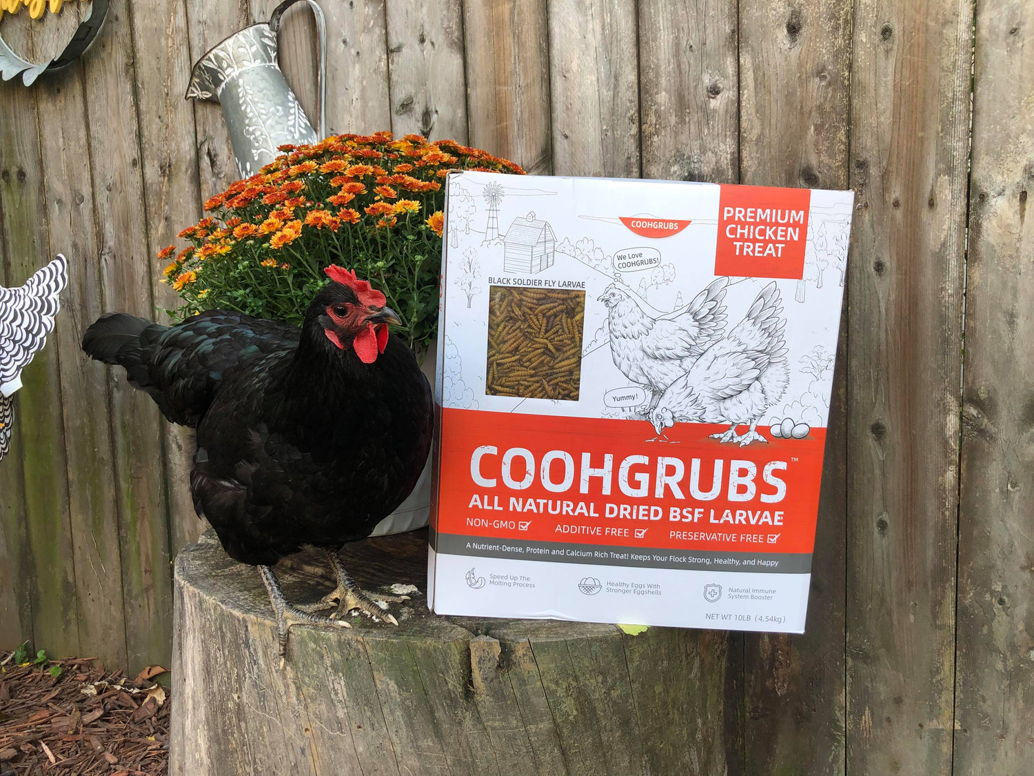 Caring your flock with Coohgrubs
