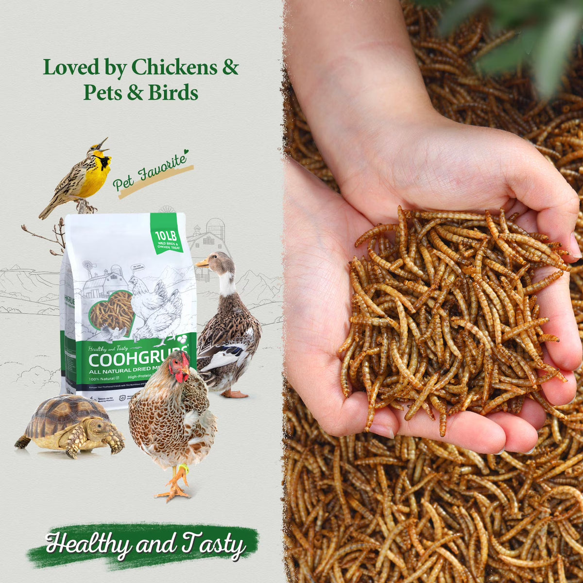 COOHGRUBS 100% Natural Dried Mealworms, Non-GMO Meal Worms for Chickens, Ducks & Wild Birds, High Protein Chicken Treats & Bird Food, 2-lb Box