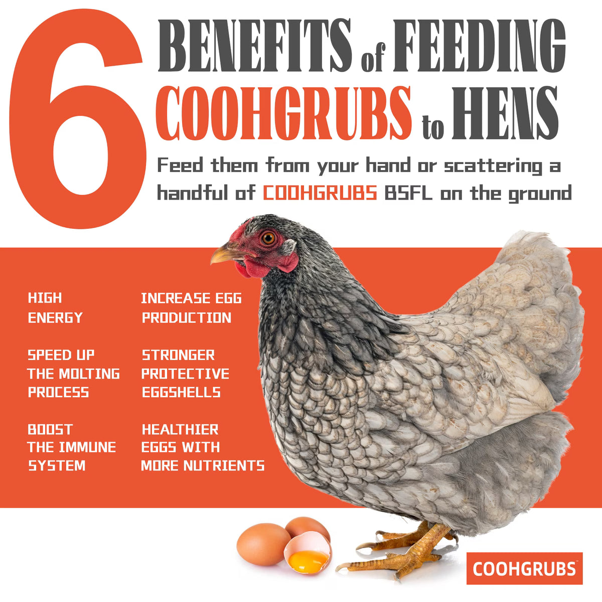COOHGRUBS Dried Black Soldier Fly Larvae for Chickens, High-Calcium 85X More than Mealworms Bird Treat, 5-lb Box